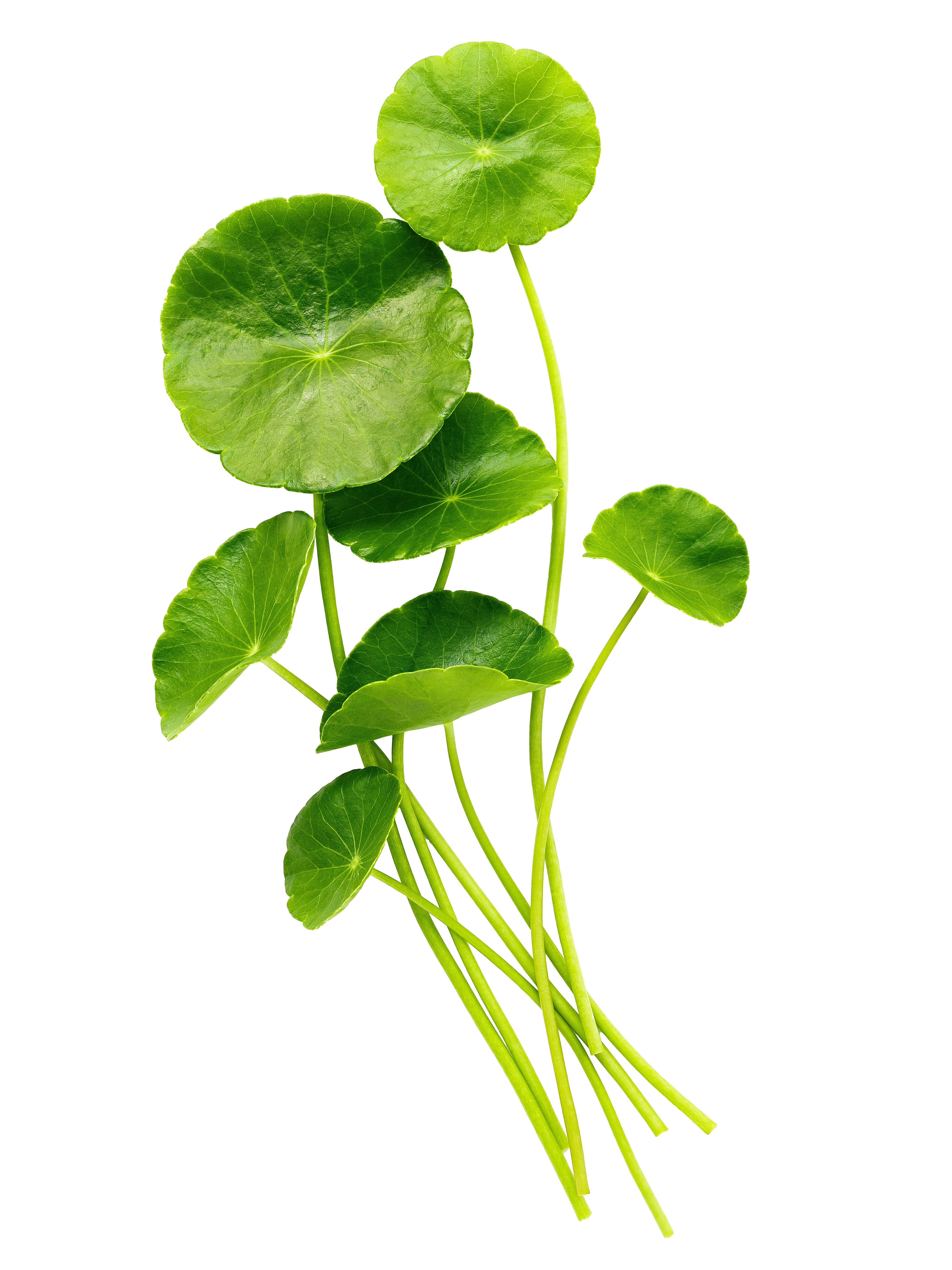 —Pngtree—centella asiatica leaves isolated on_13425768