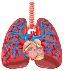 Heart Lungs